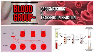 Blood Group  Crossmatching amp Transfusion Reaction  blood bank [upl. by Yager]