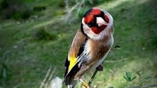 The most powerful goldfinch song ever تغريد الحسون الخلوي هدية [upl. by Arahsak293]