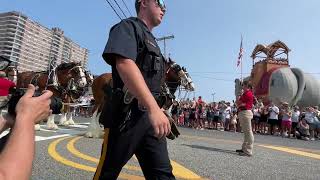 Budweiser Clydesdale Event in Margate [upl. by Ame]