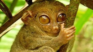 Долгопят  Tarsier Энциклопедия животных [upl. by Nnyleimaj]