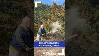 Video shows clouds of cedar pollen rising from trees causing misery to allergy sufferers shorts [upl. by Ainoda]