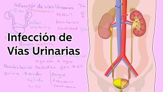 Infección de Vías Urinarias  Salud  Educatina [upl. by Aztinad]