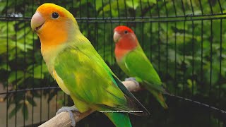 RosyFaced Lovebird Chirping Sounds  OrangeFaced Green Pied amp RedHeaded Green Opaline [upl. by Eitra]