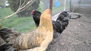 Ameraucana Rooster and his flock [upl. by Dearman752]