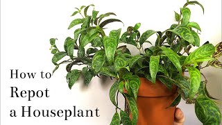 How to Repot a Houseplant [upl. by Anis]