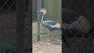 EAST AFRICAN CROWNED CRANE [upl. by Affay173]