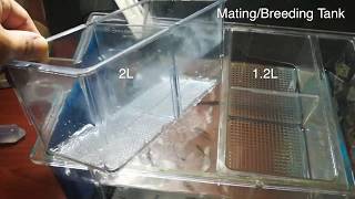 Zebrafish mating  breeding tanks 12L and 2L introduction [upl. by Navad931]