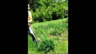 HOW TO PROPERLY DIG UP DAYLILIES [upl. by Uund765]