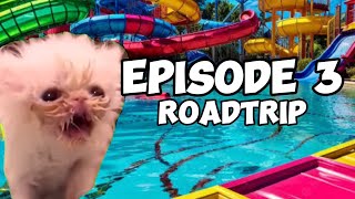 CAT MEMES FAMILY ROADTRIP COMPILATION EP3 [upl. by Armbrecht]