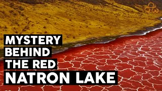 Lake Natron the truth  Mystery behind Lake Natron  Lake that turns animals in to Stone  Amaxiom [upl. by Dryden]