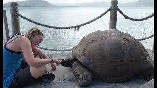 Aldabra giant tortoise [upl. by Amatruda]