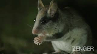 First Garden Dormouse Seen In 100 Years Hailed As Sensational Discovery [upl. by Yrahca]