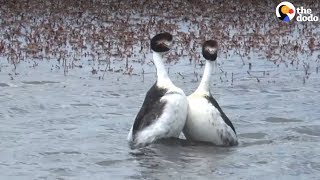 Bird Tango Mating Dance of The Hooded Grebes  The Dodo [upl. by Carmel107]