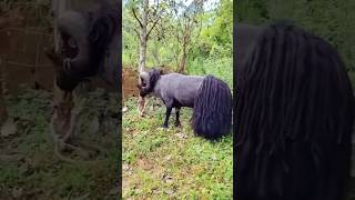 Ram power music funny rest relax animals [upl. by Aihsikal869]