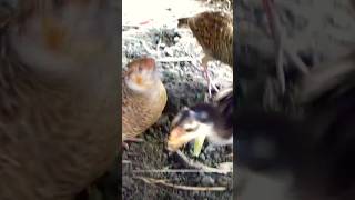 Grey francolin fight with hens chick birds francolin greyfrancolin greyfrancolinteetarsound [upl. by Eineg]