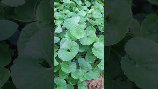 ගොටුකොළSpadeleafVallaraiCentella asiaticaHerbal Plant SriLanka🍀hindinatureshortvideoshorts [upl. by Calva]