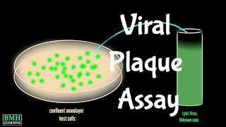 Viral Plaque Assay  Virus Quantification Using Plaque Assay [upl. by Airom]