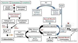 Antispasmodics in Pharmacy [upl. by Travus]