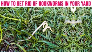 How to Get Rid of Hookworms in Your Yard  Soil Treatment for Hookworm [upl. by Tigram]