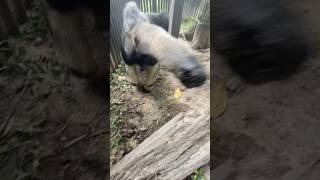 Meet the Anteater A Fascinating Creature [upl. by Winebaum892]