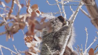 Bosque School researches impact of 2022 bosque fire on local porcupine population [upl. by Woodsum]