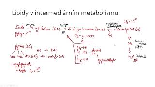 Katabolismus lipidů [upl. by Hulda]