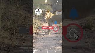 Honey Badger vs Lion Epic Fight [upl. by Powder]