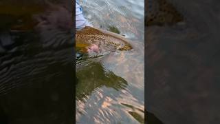 Big Montana Brown flyfishinglife fishing flyfishing trout flytying montana like subscribe [upl. by Rossie]