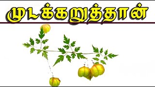 Balloon vine முடக்கற்றான் மருத்துவம் cardiospermum halicacabum [upl. by Atiner746]