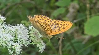 20240824 V gozdu LEPIDOPTERA Argynnis paphia GOSPICA [upl. by Llednohs]