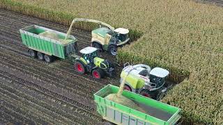 Krone Big X 780 amp Claas Jaguar 950  Lohnunternehmen MoormannSchmitz [upl. by Ilenay259]