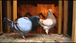 Documentary on Fancy Pigeon Breeding [upl. by Llewxam]