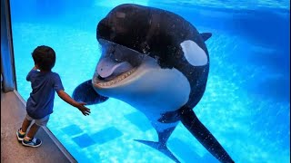 Orca Keeps Following Kid – Pay Close Attention to What the Animal Does Next [upl. by Odareg]