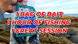 1 bag of pilchard bait amp 1 hour of fishing [upl. by Viscardi]