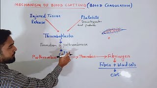 Circulation of Blood Mechanism of blood clotting Class 12 CBSE HSC class 10 ICSE [upl. by Marinna]