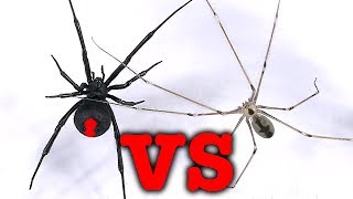 Redback Spider Vs Daddy LongLegs Spider Mythbusting Bug Battle [upl. by Elleimac167]