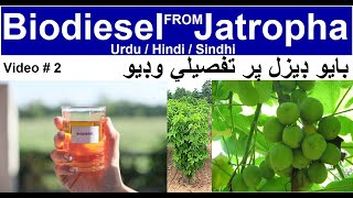 Detail Biodiesel Production from The Jatropha Curcas Plant Sindh Pakistan URDU biofuel biodiesel [upl. by Ahsiekal924]