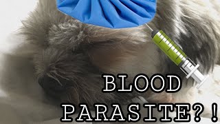 ANO ANG KAILANGAN KAPAG MAY BLOOD PARASITES ANG ASO Philippines  JAMSAM VLOGS [upl. by Lonier]