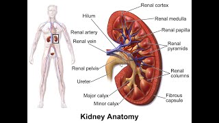 AampP Crash Course Basic Nephrology [upl. by Roos215]