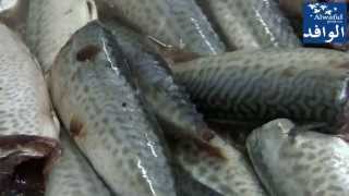 Farine et Huile De Poisson  صناعة دقيق السمك [upl. by Leva279]