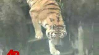 San Francisco Zoo Tiger Exhibit Reopens [upl. by Adelaide655]