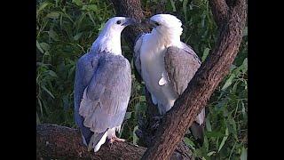 SeaEagleCAM4 Live Stream [upl. by Larrabee]