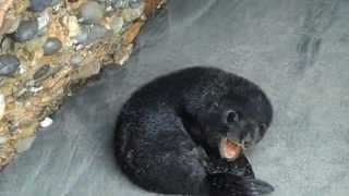 Infant Seal Pup on New Zealands South Island [upl. by Ad]