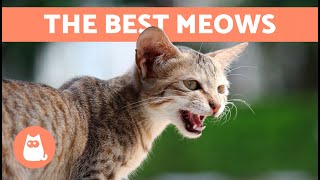 The Best VIDEOS of MEOWING CATS 🐱🐾 Angry Happy and Funny Cats MEOWING for You [upl. by Nairad789]