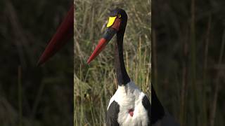 Kruger National Park EP1 Panorama Route Hoedspruit Wildlife Estate [upl. by Crescin]