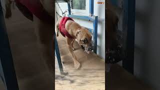 DOG TRAINING malinois dog doglover malinoislovers puppy pets k9 [upl. by Nangem829]