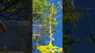 Harvesting Collecting Gathering Saving Foxglove seeds in Newfoundland [upl. by Airdnaed]