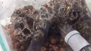 Massive Leafcutter ant colony [upl. by Elyrad]