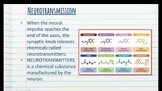 5 Neurotransmission amp Neurotransmitters  Stage 1 Psychology [upl. by Seys448]