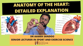 ANATOMY OF THE HEART FULL EXPLANATION FOR ALEVEL STUDENTS [upl. by Nosnevets]